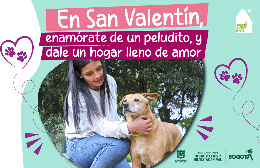  En San Valentín, enamórate de un peludito y dale un hogar lleno de amor